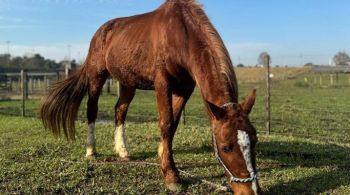 Animal foi resgatado com saúde debilitada, depois de passar 4 dias em cima do telhado de uma casa