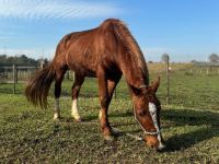 Cavalo Caramelo "engorda 50 quilos": saiba como está o símbolo dos resgates no RS