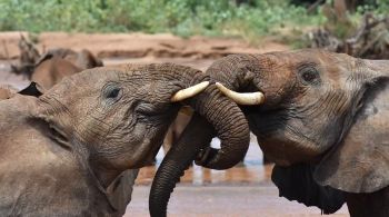 Pesquisa sugere que animais reconhecem e usam sons individualizados para se comunicar com outros de sua espécie