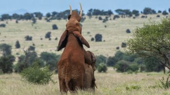 Observações desse comportamento entre animais do mesmo sexo datam dos séculos 18 e 19, mas a pesquisa sobre o assunto só progrediu nos séculos 20 e 21