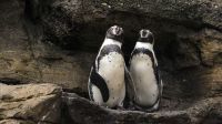 População de pinguins-de-Humboldt diminui e gera alerta para extinção no Chile