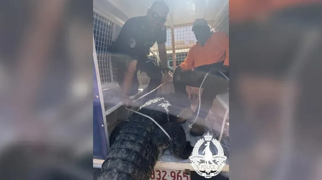 Crocodilo que teria devorado animais de estimação é morto e comido na Austrália