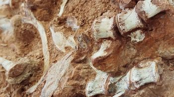 Em maio, pesquisadores encontraram um fóssil quase completo do dinossauro do grupo Herrerasauridae, com idade estimada em 233 milhões de anos