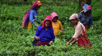 Calor excessivo impacta produtividade de plantações de chá na Índia 