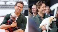 Ryan Reynolds e Glen Powell levam cachorros a pré-estreias; veja fotos