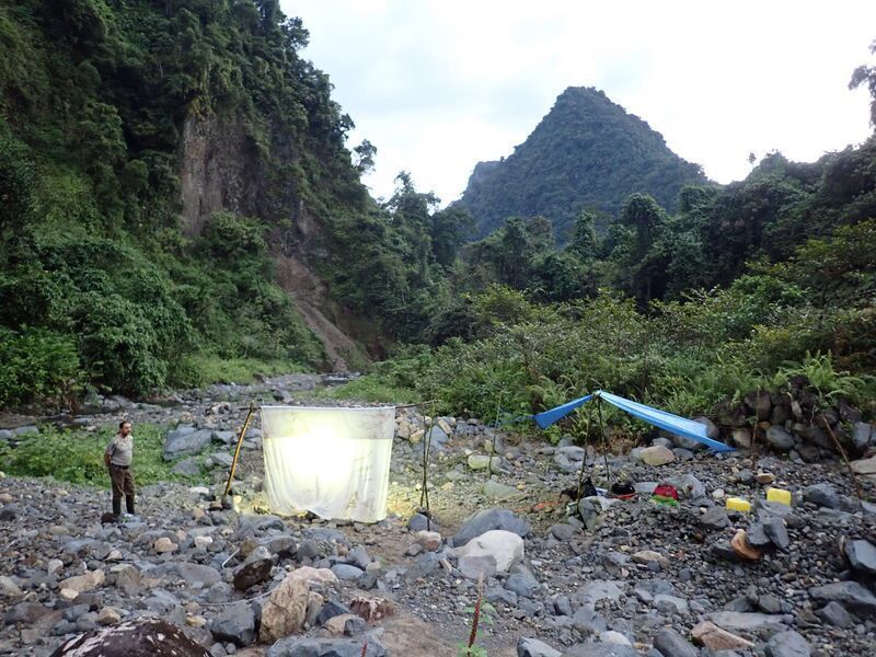 Trinta cientistas de diferentes universidades e grupos de conservação participaram da expedição, especializados em uma ampla gama de espécies. Na foto, montam uma armadilha de luz em Makira para investigar invertebrados durante a noite