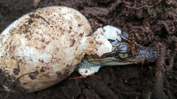 Animais que também são criados em cativeiros eclodiram naturalmente no Parque Nacional de Cardamom, no Camboja