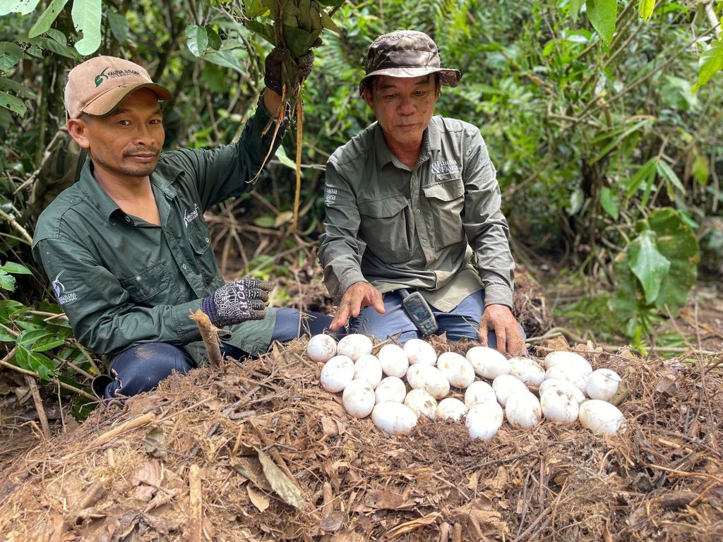 Dois membros da equipe de conservação de crocodilos da Fauna & Flora com ovos de crocodilo-siamês