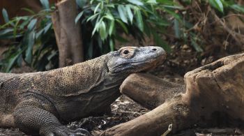 Dentes metálicos ajudam o animal a cortar suas presas; espécie de lagarto é nativa da Indonésia