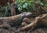 Dragão-de-komodo tem dentes com pontas de ferro, revela novo estudo