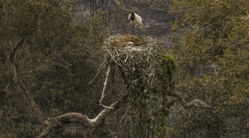 Incêndios afetaram tuiuiús, ave símbolo do bioma