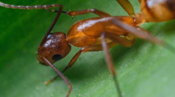 Descoberta é de estudo realizado por pesquisadores da Alemanha; método reduz em 90% a taxa de mortalidade de formigas feridas, segundo os cientistas