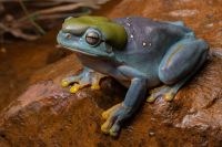 Mutação genética rara transforma rã verde em azul