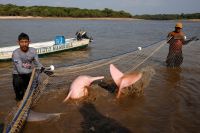 Pesquisadores capturam botos amazônicos ameaçados pela seca para estudar impacto de mudanças climáticas