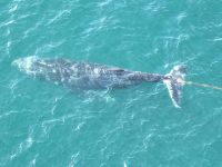 Baleia presa em rede de pesca é libertada no porto de Sydney