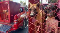 Cachorros ficam feridos após ataque a ouriço-cacheiro em Minas Gerais