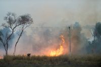 São Paulo e Mato Grosso lideram prejuízos no agronegócio por queimadas