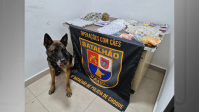 Loja do tráfico: dupla é presa após cão descobrir galpão que armazenava drogas