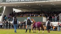 Resgatado durante enchente no RS, cavalo Caramelo vira atração em feira agropecuária