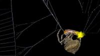 Cientistas encontram aranha que faz vaga-lume macho piscar como fêmea; entenda