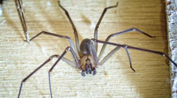 Embora apenas três grupos de aranhas causem acidentes graves no Brasil, todas fazem parte do convívio humano, seja dentro de casa, em quintais ou parques