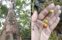 "Única no mundo": pesquisadores do Jardim Botânico descobrem árvore rara no Rio