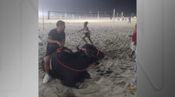 Tutor alegou estar realizando o "sonho" do animal antes de seguir viagem para Campos dos Goytacazes