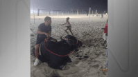 Vídeos: homem é flagrado passeando com búfalo na praia de Copacabana