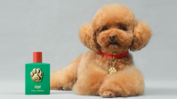 Dolce&Gabbana lança perfume para cachorros inspirado em pet de fundador