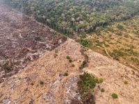 Justiça condena três suspeitos por desmatamento a reflorestar trecho da Amazônia