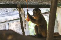 Fotos: animais ganham picolé e 'banho de chuva' para enfrentar calor em SP