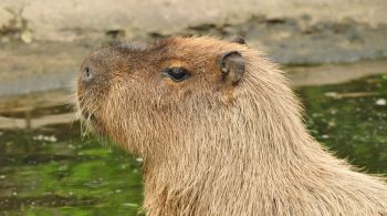 Zoológico de Telford abrigava Cinnamon quando animal atravessou cerca de segurança 