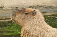 Capivara brasileira foge de zoológico na Inglaterra; equipes buscam o animal