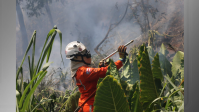 Mais de 400 incêndios florestais foram combatidos nos últimos dois meses na Bahia