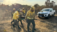 Bombeiros resgatam anta ferida em incêndio no Parque Nacional de Brasília