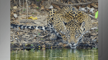 ONG Onçafari atua na Amazônia, Cerrado, Pantanal e Mata Atlântica, e tem foco em espécies como onça-pintada e lobo-guará