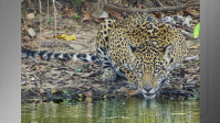 Onça Gaia: animal monitorado por ONG há 10 anos morre em queimada no Pantanal