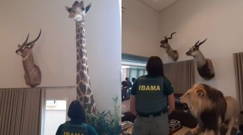 Agentes encontraram 11 cabeças de animais e uma ave taxidermizados