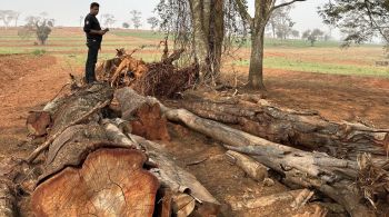 Foram encontradas 177 árvores, 70 toras e 378 metros quadrados de lenha cortadas sem autorização