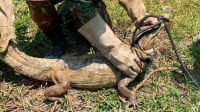 Jacaré é resgatado de área de queimada no Tocantins