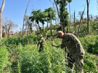 PF destrói 153 toneladas de maconha em operação na fronteira com Paraguai