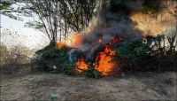 Polícia Militar incinera 30 mil pés de maconha no Sertão de Pernambuco