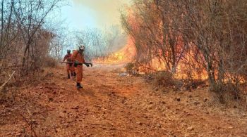 Novas estratégias foram iniciadas neste sábado (14) para proteger a vegetação localizada na Serra do Cipó, em Muquém de São Francisco