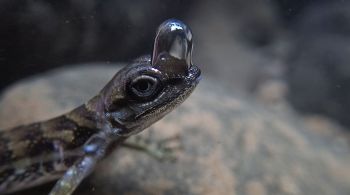 Espécie de anolis aquáticos consegue mergulhar graças a bolha de ar que se forma em sua cabeça