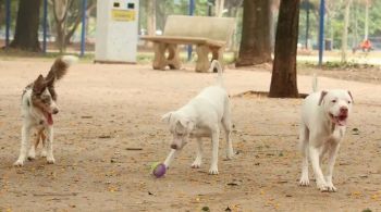 Juiz argumentou que o animal foi adotado durante o casamento das partes e considerou que se trata de uma “relação familiar multiespécie”