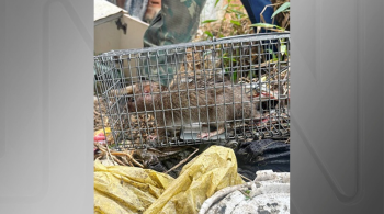 A presença do verme em roedores e caramujos indica que o ciclo completo da doença está estabelecido na região