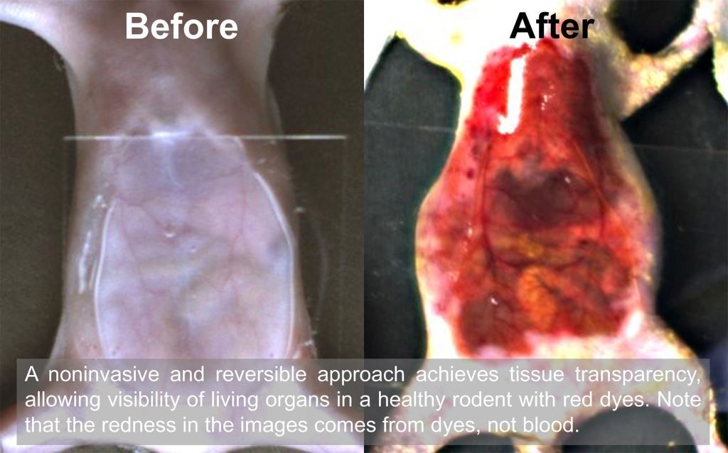 Imagens de antes e depois mostram como o corante permite que os pesquisadores vejam os órgãos de um camundongo, tornando sua pele temporariamente transparente