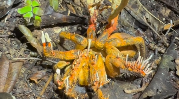 Biólogo canadense registrou imagem de aranha tomada por fungo do gênero Cordyceps 