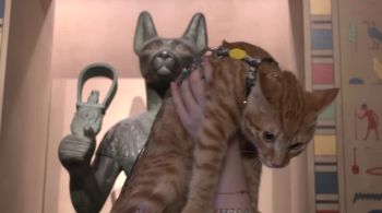 Museu de Xangai, na China, recebe cerca de 200 gatos por noite aos sábados