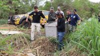 Onça-pintada resgatada de incêndio se recupera e volta ao Pantanal